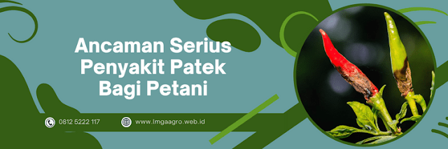 ancaman,serius,penyakit,patek,petani