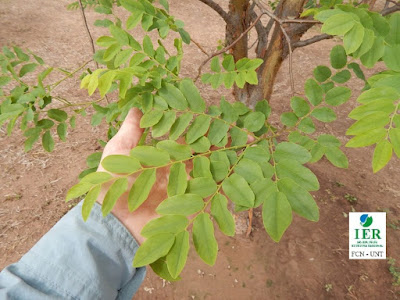 Palo trébol (Amburana cearensis)