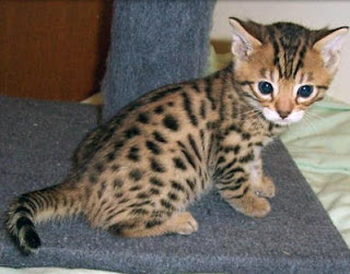 Bengal