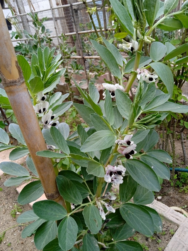 broad bean flowers are white flowers ands splotched with brown.