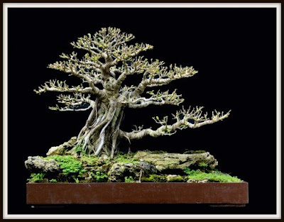 Bonsai Beringin Elegan (ficus elegant)