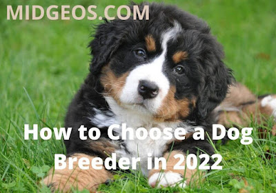 How to Choose a Dog Breeder in 2022
