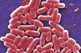 Gambar bakteri coli di toilet obat cuci tangan anti bakteri kuman