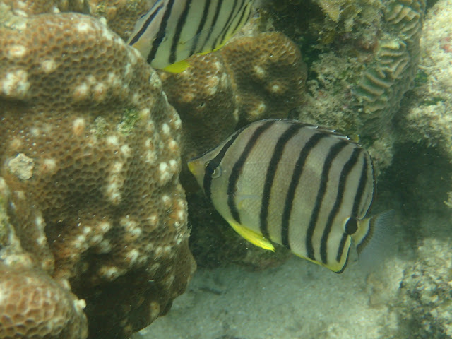 Chaetodon octofasciatus