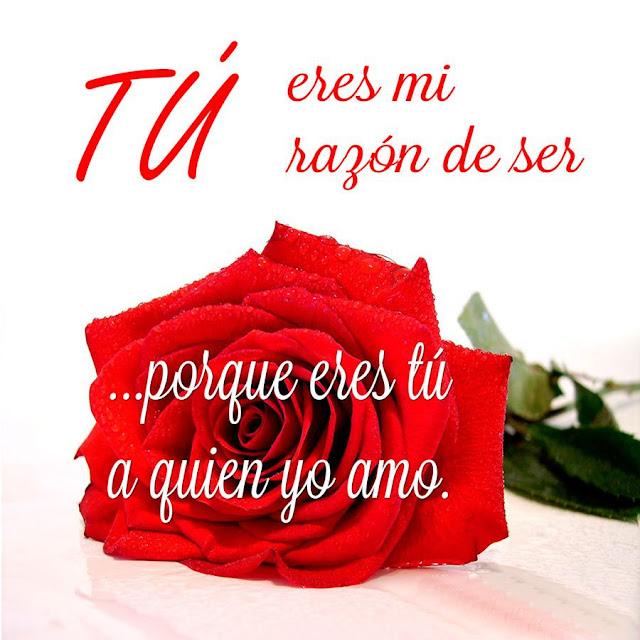 Frases para enamorar  con rosas