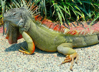 iguana