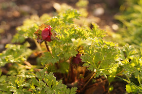 cutting garden progress. How to grow your own flowers