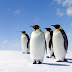 King Penguins Wallpapers