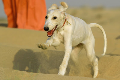 Saluki Puppy Picture