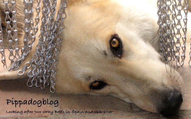 Pippadogblog