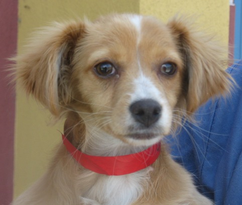 long haired chihuahua mix. a long-hair