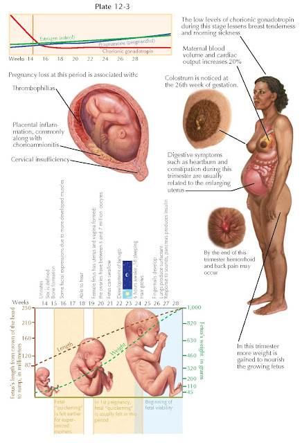 DEVELOPMENTAL EVENTS OF THE SECOND TRIMESTER