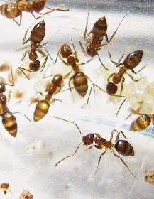 Worker ants of Nylanderia sp