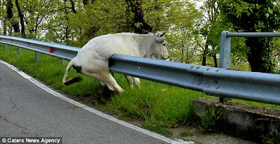 Lembu cuba lompat penghadang jalan tapi tak lepas