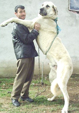 Alpha Canines Kurdish Kangal