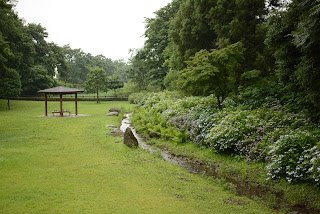 荻窪公園の紫陽花2014_1