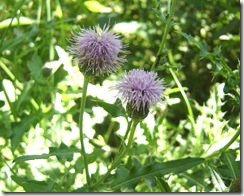thistle