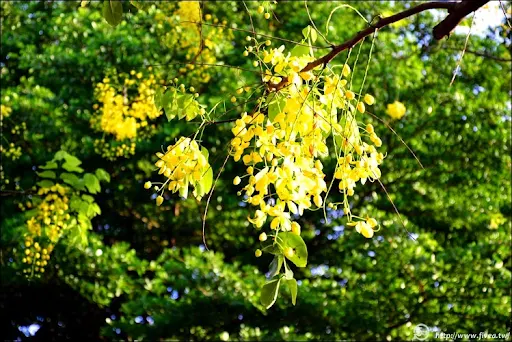 DSC_0249.JPG