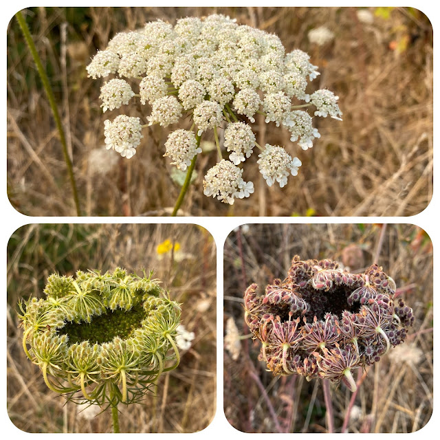 Queen Anne's Lace / Wild Carrot