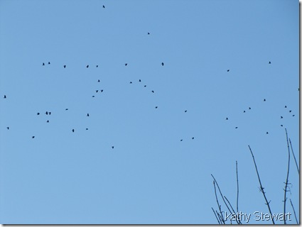 Crows