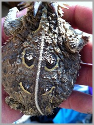 horny toad with a smiley face