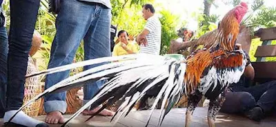 ayam bangkok ekor lidi panjang