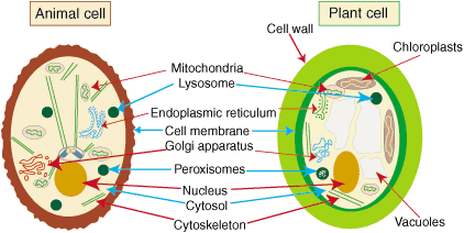 NayOne Notes-Biology: Plant Cell
