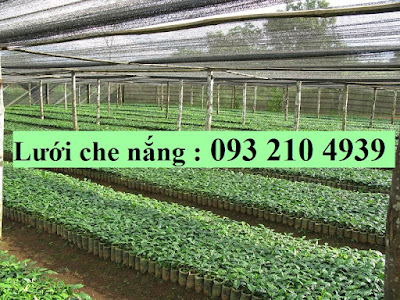 Lưới che nắng cho ca cao