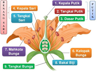 Bungan adalah bagian tumbuhan yang berfunsi sebagai alat reproduksi TUgas Biologi Bagian TUgas Biologi Bagian-Bagian Bunga dan fungsinya