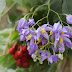 Solanum seaforthianum Andr.