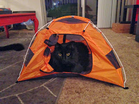 Funny cats - part 97 (40 pics + 10 gifs), cat pictures, cat sits in small tent