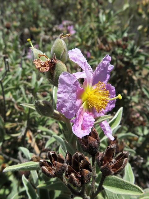 Cistus osbeckiifolius subsp. osbeckiifolius