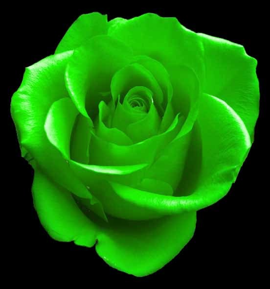 types of flowers florist Green Rose Flower | 552 x 590