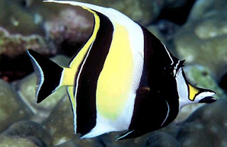 Moorish Idol