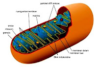 Ultrastruktur Mitokondria