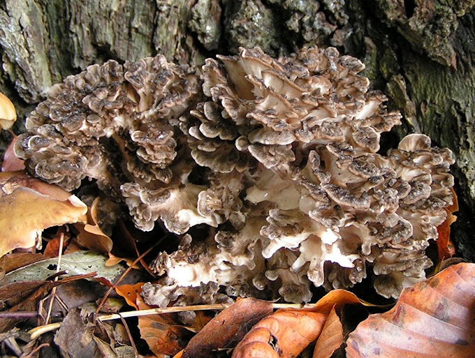 Maitake and the Immune System | Mushrooms for Health | Mushrooms online | Biobritte mushrooms 