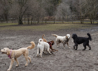 Many dogs playing together in Sunnybrook Off-Leash Dog Park.