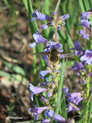 penstemon and beefy