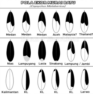 pola ekor murai batu