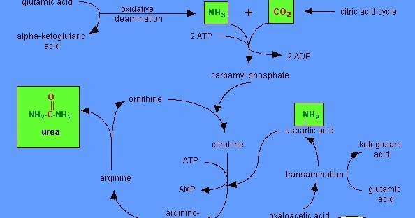  Pengertian  Tahapan dan Proses Siklus Urea pada Manusia 