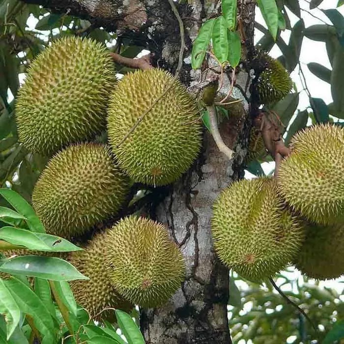 Bibit Durian Durian Merah Astanajapura