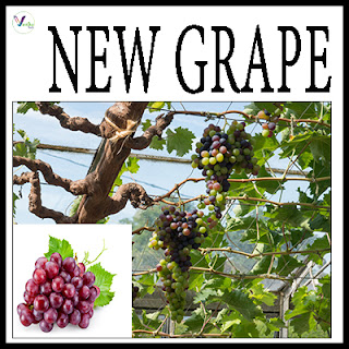 New Grape Varieties
