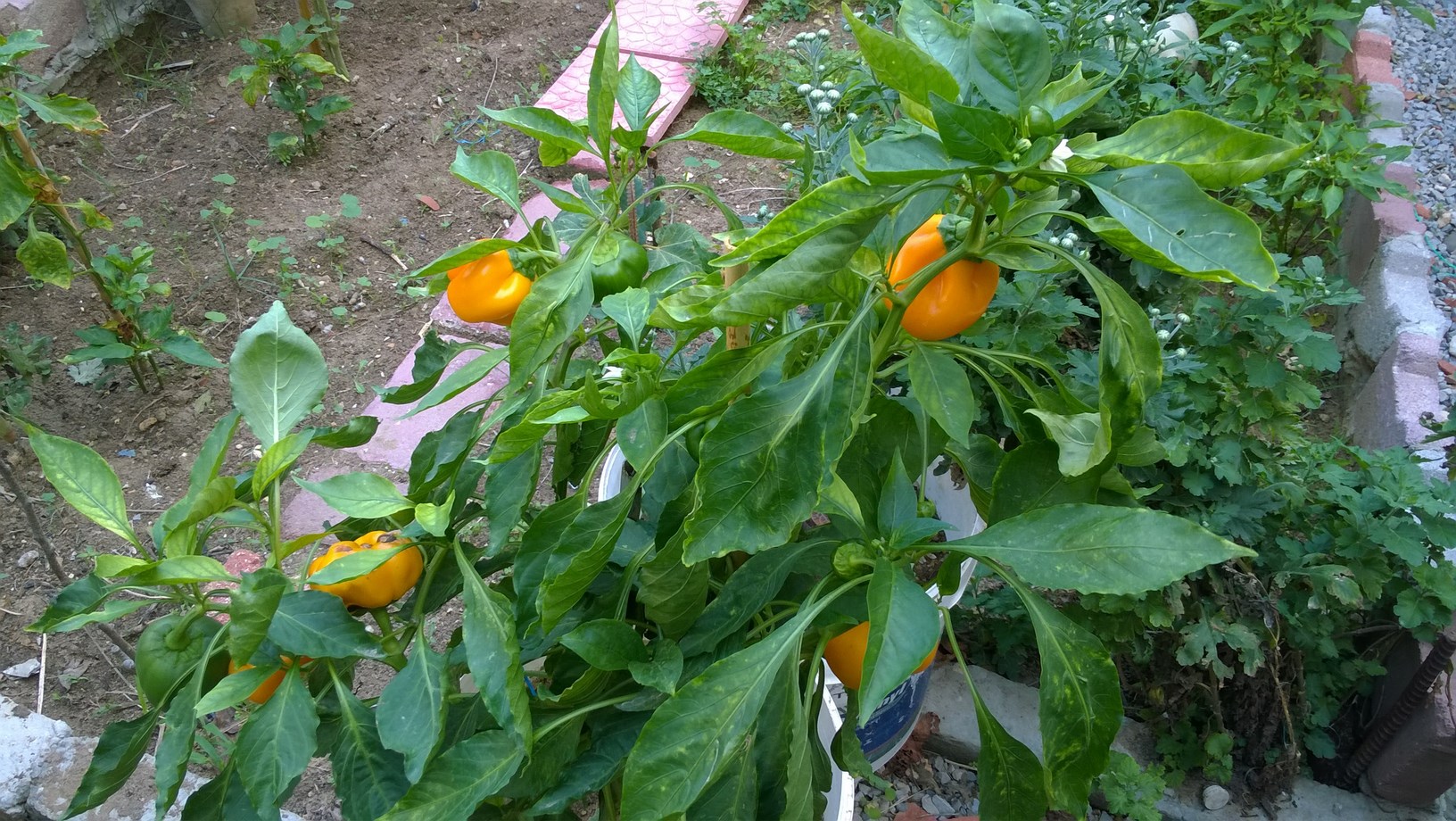 my organic pepper plant