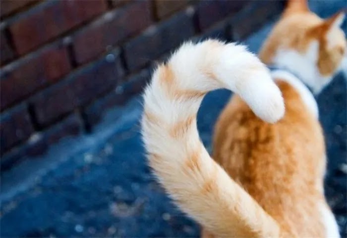 Unpullable Bones: The Mystery of a Cat's Tail