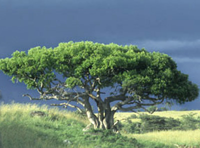 Pohon Ara dalam perumpamaan Alkitab