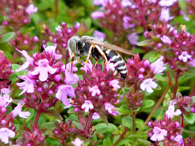 Male sand wasp Bembix oculata nectaring on wild thyme. Indre et Loire. France. Photo by Susan Walter.
