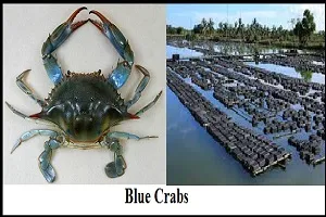 Blue Crab Cultivation Guide