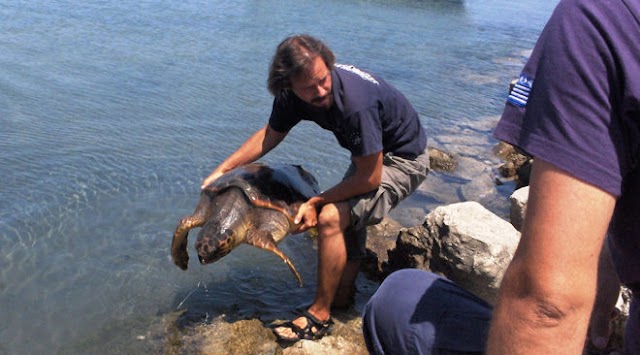 Γίνε εθελοντής διασώστης θαλάσσιων χελωνών στη Γλυφάδα