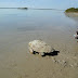 RESCATAN Y LIBERAN A MÁS DE 200 TORTUGAS VARADAS EN PLAYAS DE TAMAULIPAS