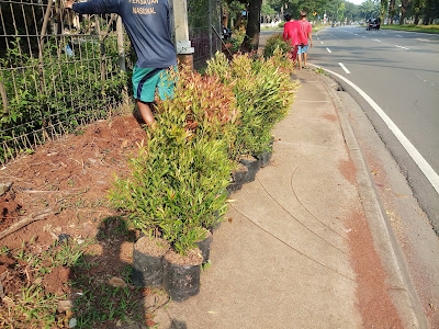 Jual pohon pucuk merah di Cirebon